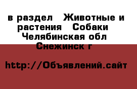  в раздел : Животные и растения » Собаки . Челябинская обл.,Снежинск г.